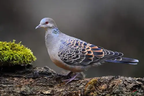 白颊噪鹛山斑鸠