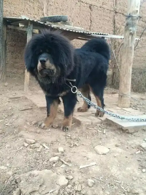 周末来一波虎头藏獒的大赏