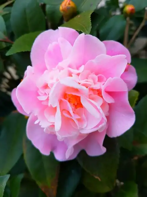 香茶花品种图片名称大全(盘点3种芬芳扑鼻的香茶花)