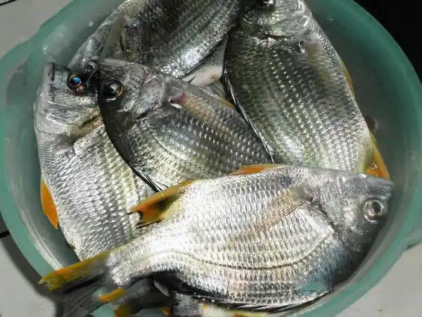 我国黄海中有种鱼名叫"黄鲷鱼"肉质鲜美,特别好钓|肉质|鲜美|黄鲷