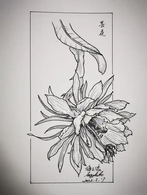 画画临摹112含过程昙花美丽瞬间的永恒