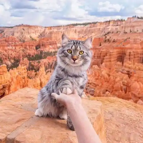 大尾巴西伯利亚森林猫可萌可霸气简直是行走的鸡毛掸子啊