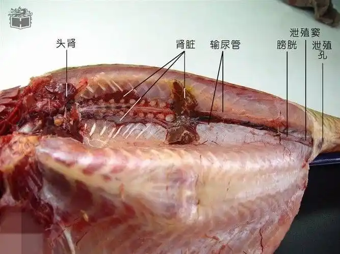 生物作业一一鱼的解剖 c1914班 胡洁