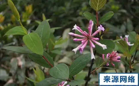 芫花的治病功效及食疗方