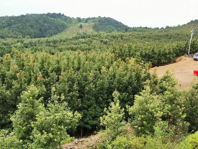 细叶桢楠苗基地批发_绿化苗木_--西北苗木网