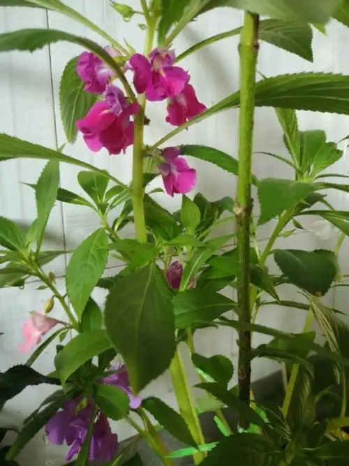 培育凤仙花,共同见证成长