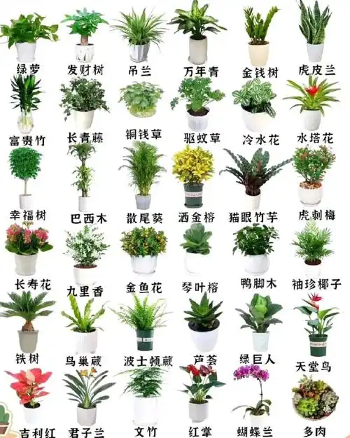 常见盆栽绿植及习性