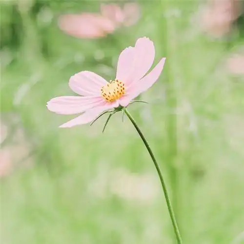 微信最吉利的好看头像风水好聚财转运的最吉利头像图片