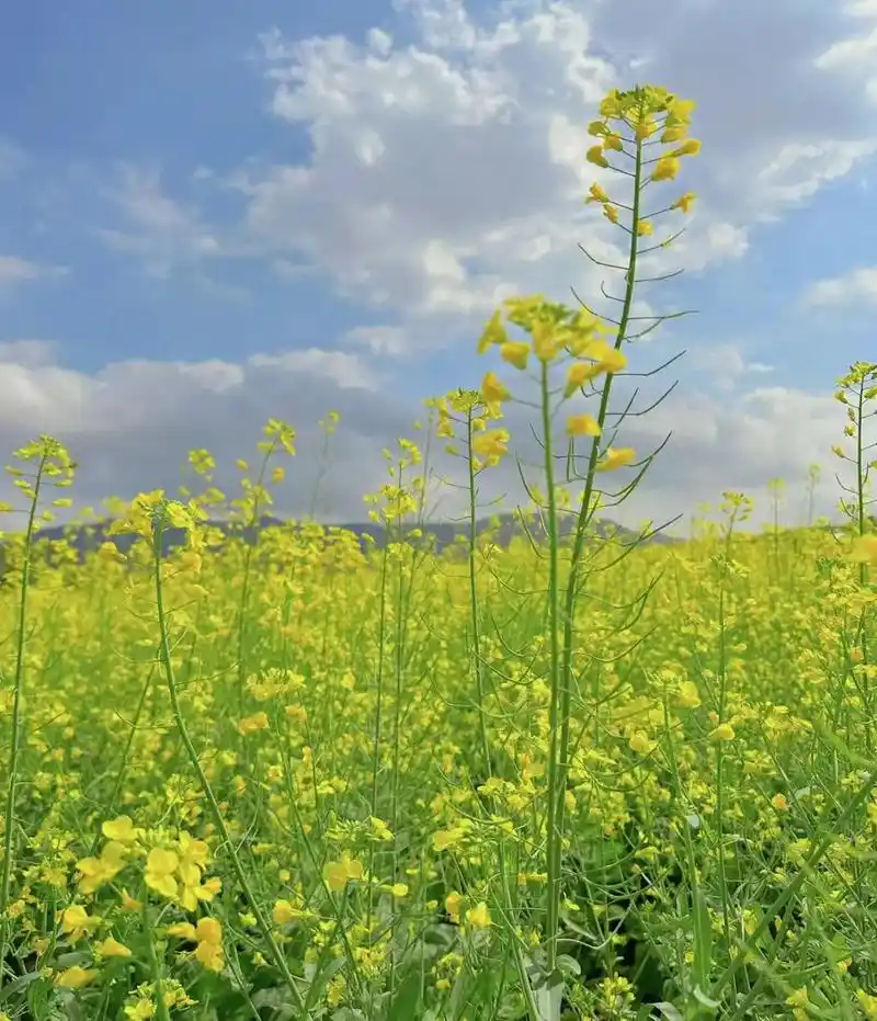 你今年都拍了些什么.看到油菜花的照片,把我拉回到了春天,沁人 - 抖音
