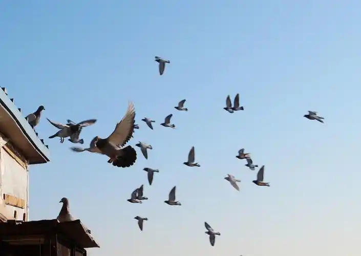 翱翔,归巢,信鸽.