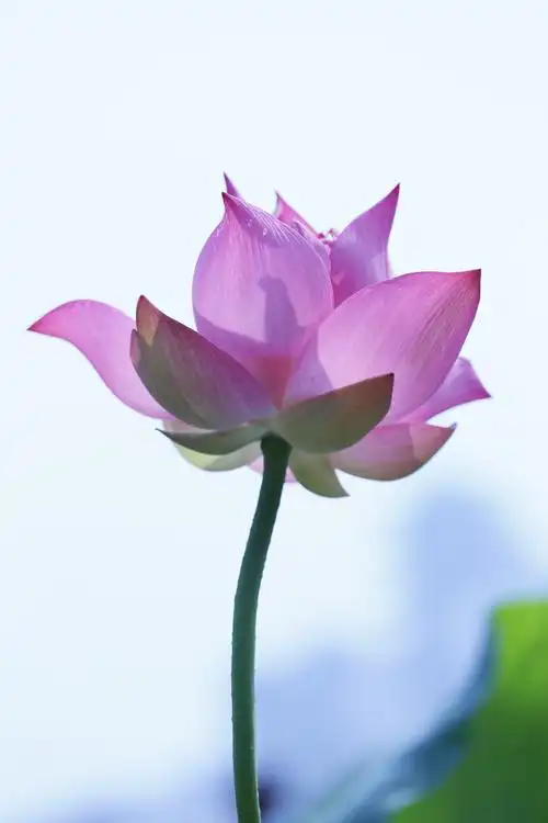 色彩鲜艳的几技荷花