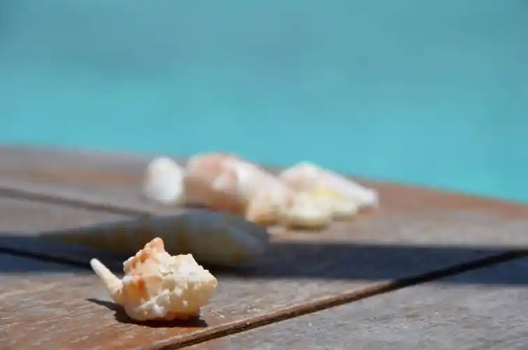 贝壳 壁纸 via:禅游记