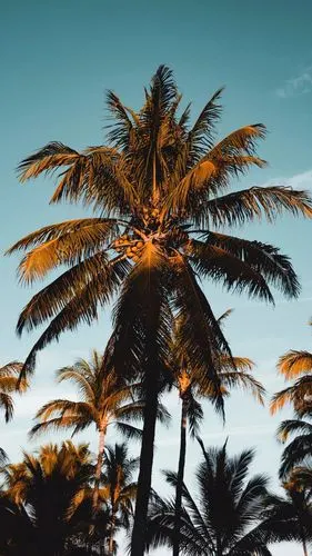 全面屏高清壁纸iphonexsmaxx壁纸