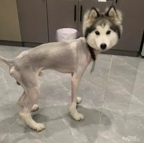 阿拉斯加 小偿领养 [广告推广]