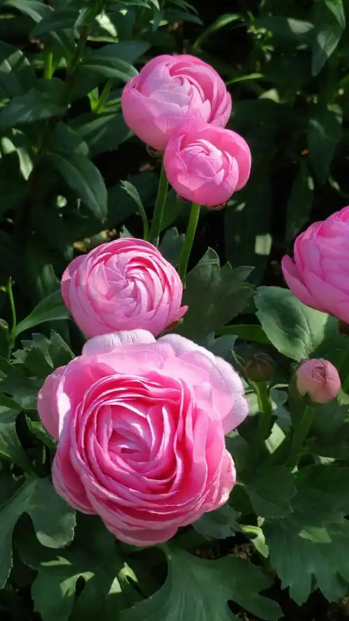 百花齐放 /20190414王克勤摄于北京植物园