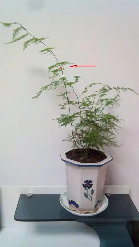 请问这棵文竹怎么修剪?