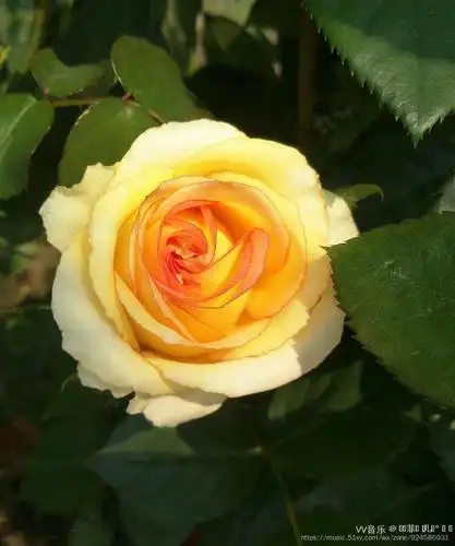 金枝玉叶黄玫瑰