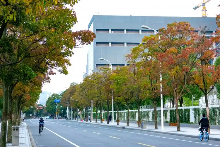 它的学名应该叫悬铃木悬铃木是世界上最常见的行道树,属悬铃木科,原产