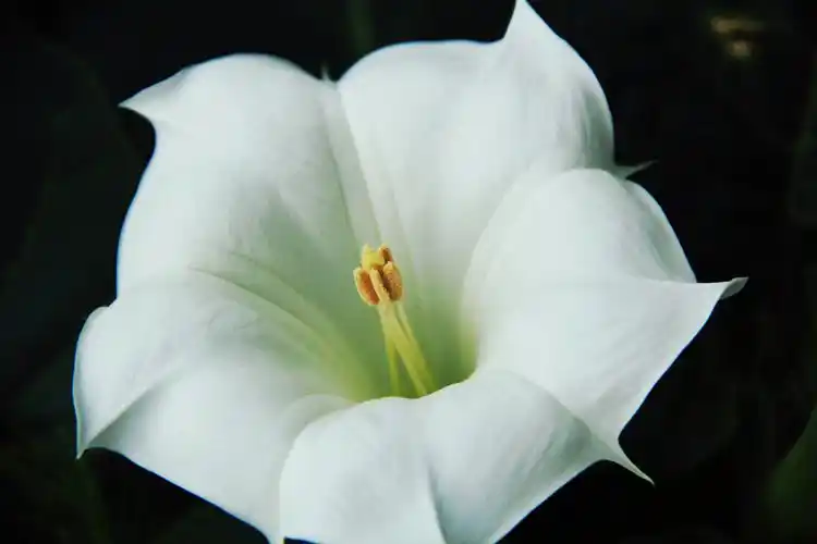 秀美的曼陀罗花图片花的特写花卉彼岸花曼陀罗