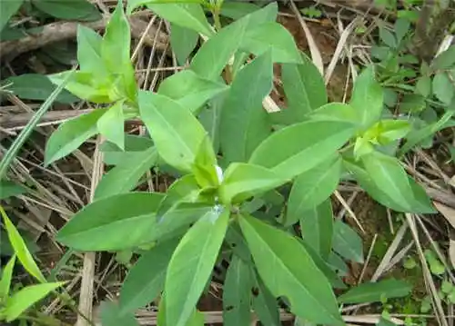 蓼大青叶的用法用量