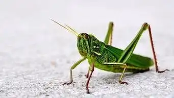 尖头绿蚂蚱的外形特点 了解一下_知识 - 名片网