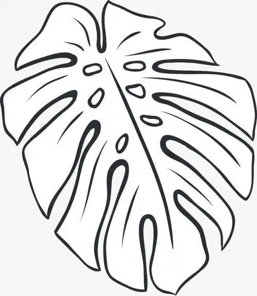 芭蕉树叶子简笔画芭蕉叶怎么画