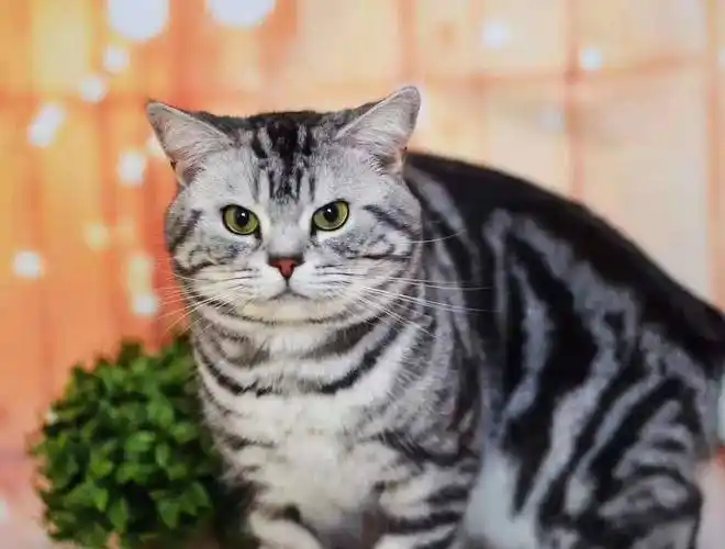 美国短毛猫