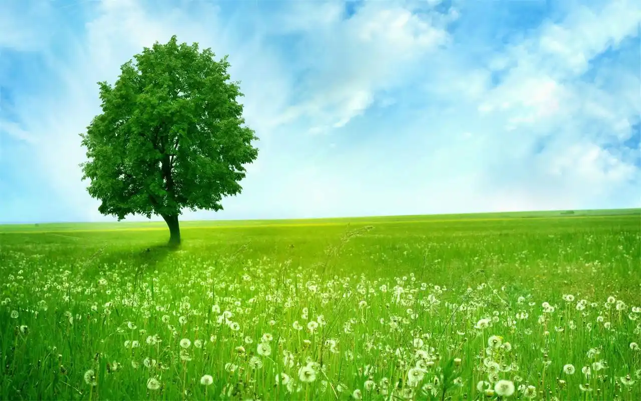 绿色清新缓解眼睛疲劳桌面壁纸图片下载-风景壁纸-壁纸下载-美桌网