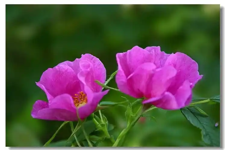 两种粉色的刺梅花