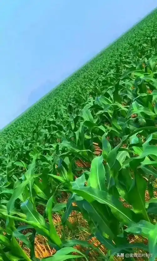 绿色壁纸超清全面屏(绿色护眼壁纸)(33)