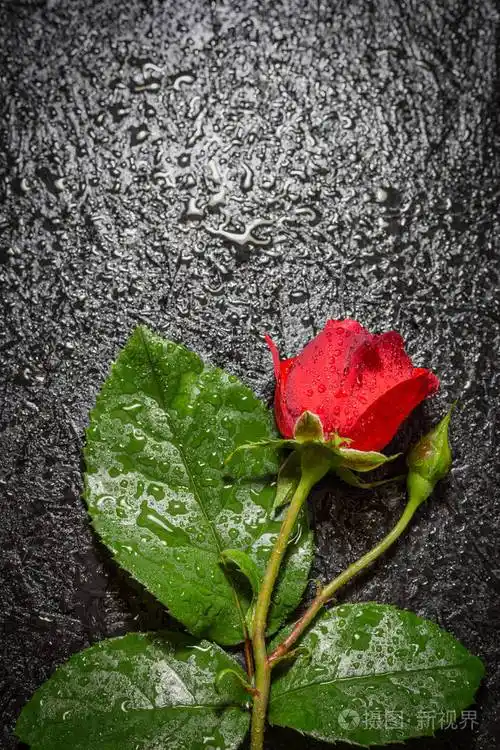 美丽的红玫瑰黑色背景上有水滴