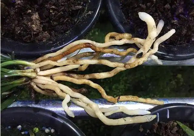 兰花根系细小不粗是这些原因导致的带你深入了解