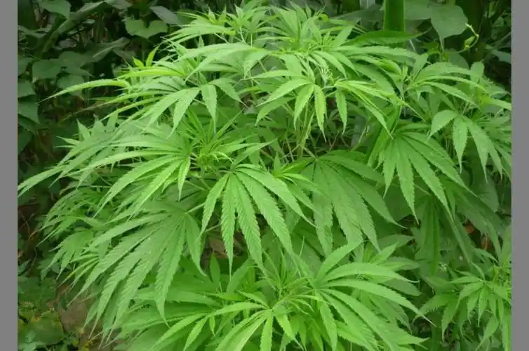 它和亚麻,蓖麻是同一类植物吗?