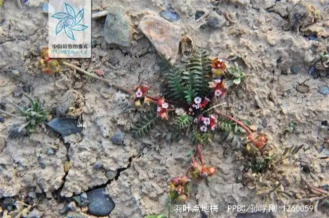 叶基生,羽状深裂,多为全缘.