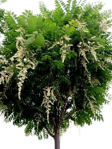 吉祥如意～遇见香椿花雨(手机原创)