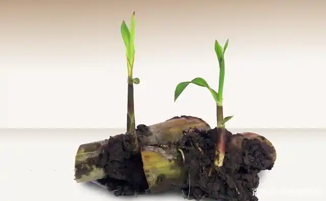 温岭甘蔗种植过程