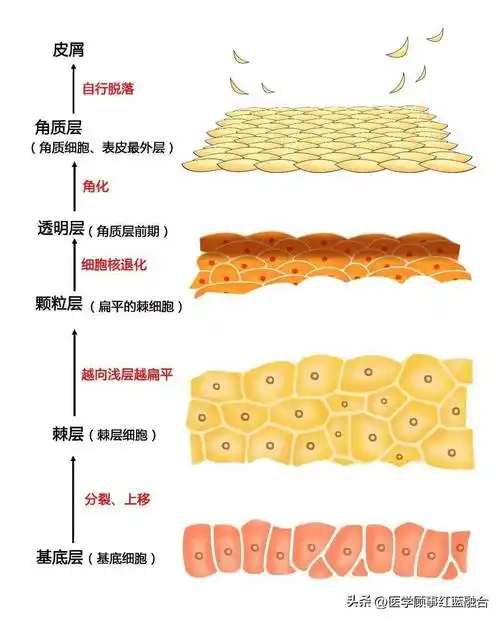 站怎么获得航天员皮肤三维图像-手持双光子显微镜技术_研究_细胞_结构
