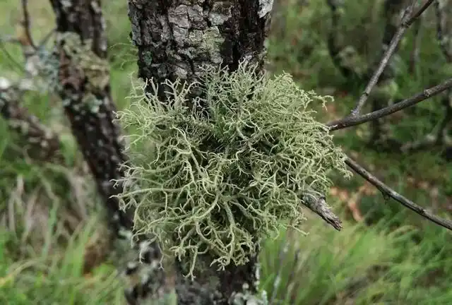 寄生在10年以上的大树上无污染的山区才有80元1斤市场少见