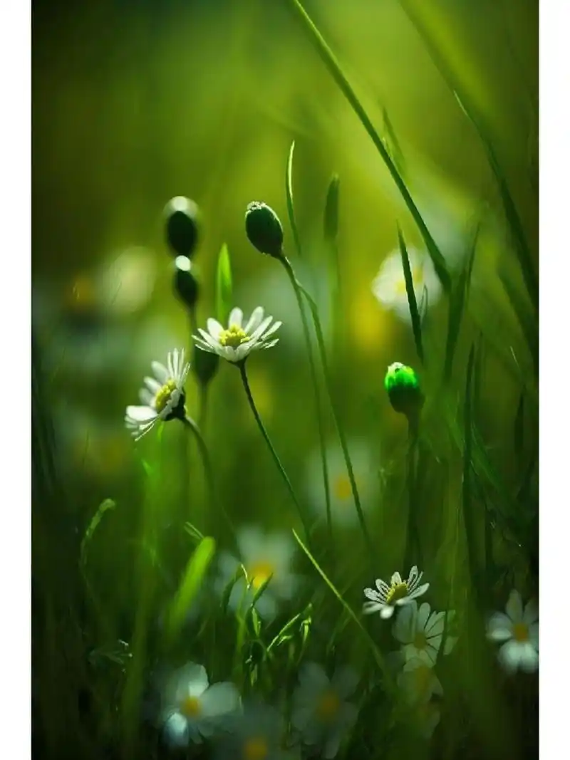 护眼壁纸 护眼壁纸来几张,需要的自取