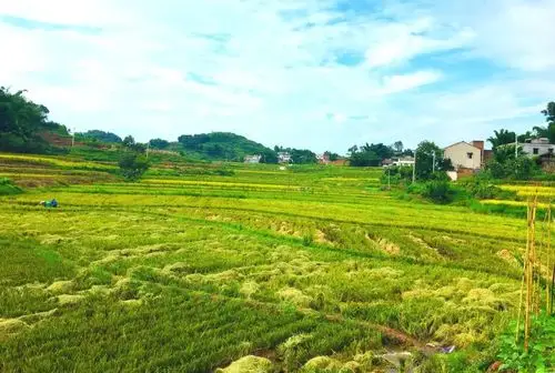 稻谷飘香美如画翠屏区开镰收割啦