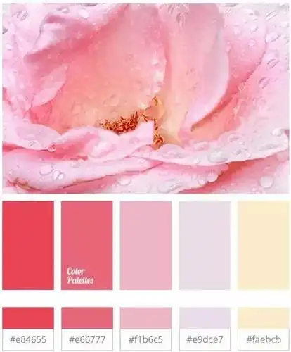 每日分享-----设计必须收藏之莫兰迪鲜花配色