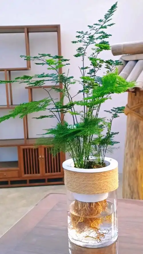 你见过文竹水培的吗