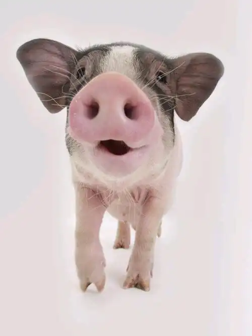 偶买噶,姐妹,你居然还留着猪鼻子?🐷屏幕前的小姐妹_圈子-新氧美容