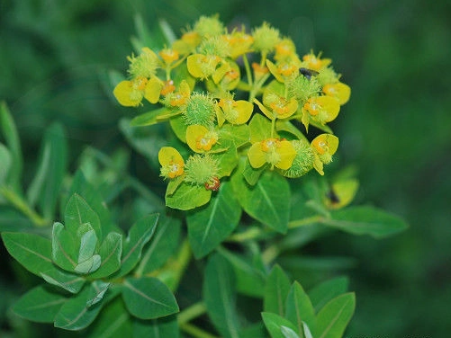 狼毒(大戟科大戟属植物)