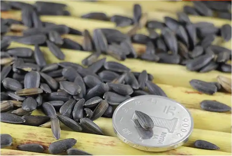 奶油味瓜子小油葵葵花籽500g黑珍珠小香瓜子2件包邮内蒙特产