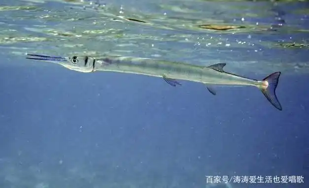 南昌赣江因暴雨水位上涨,钓友捕获罕见鱵鱼,此鱼曾出没广东一带