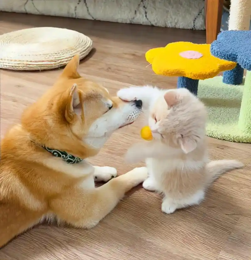 狗狗和猫猫的情头也太可爱了,谁能抗拒呢