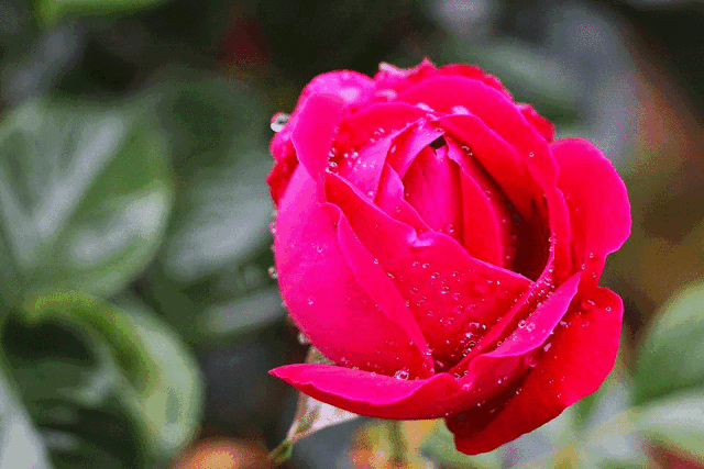 游极具浪漫的玫瑰花海 观璀璨夺目的向日葵 赏清雅多姿的荷莲 来这里