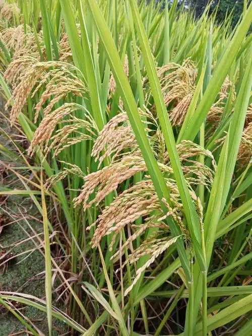 风吹微澜,十里稻花香——记履坦小学三(1)班五月天中队水稻收割记
