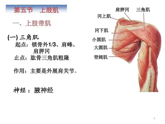 运动系统 上肢肌ppt_word文档在线阅读与下载_无忧文档